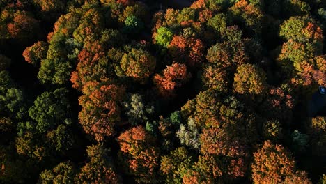 A-beautiful-aerial-view-of-dense-woody-terrain-with-colorful-autumn-foliage,-orange-and-red-leafs