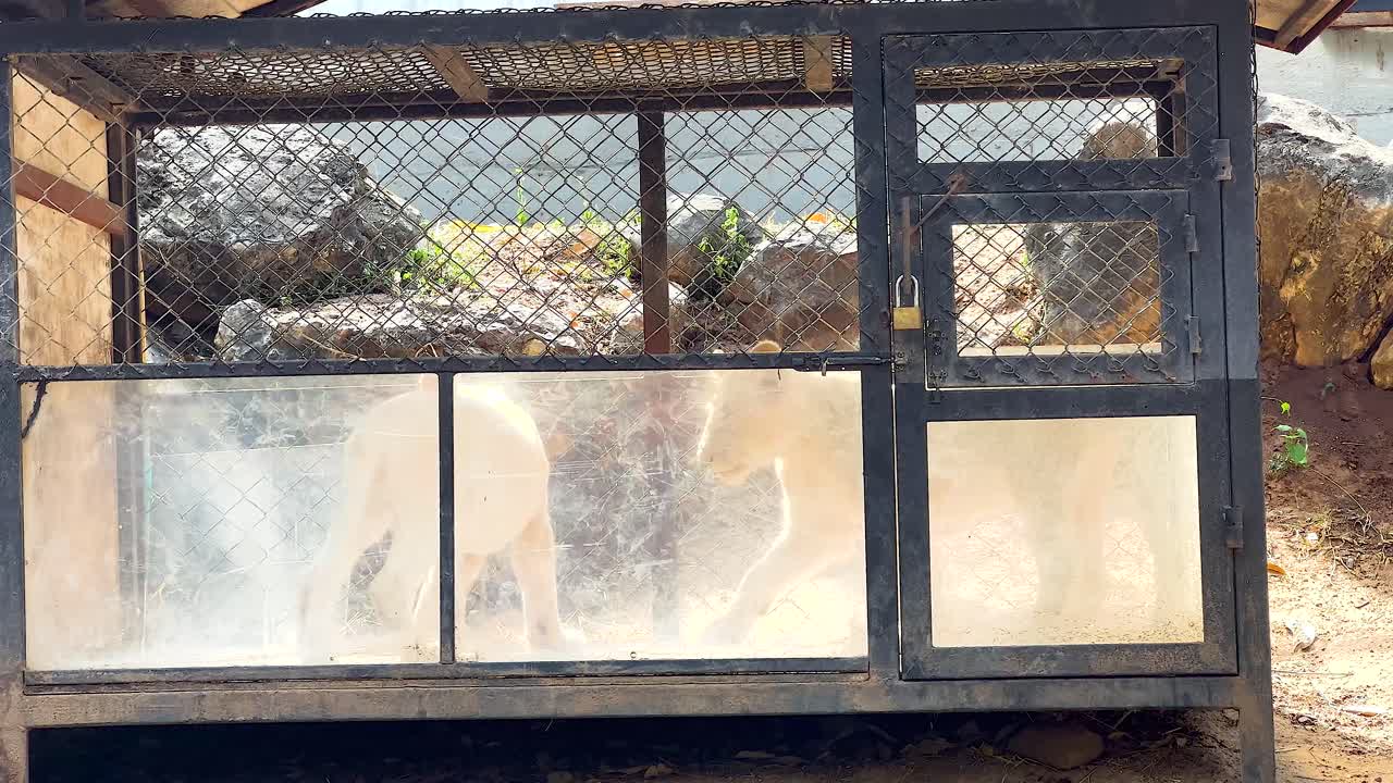 동물원 안 에서 서로 상호 작용 하는 사자 들