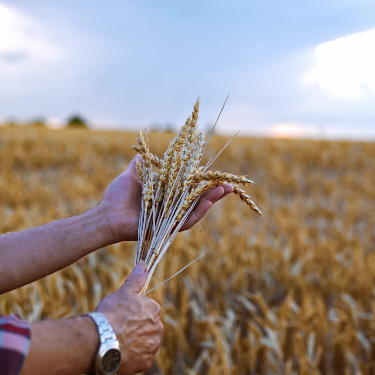 Bouquet of dry ripe spikelets in the male hands. Yellow farmland ready for harvesting at backdrop