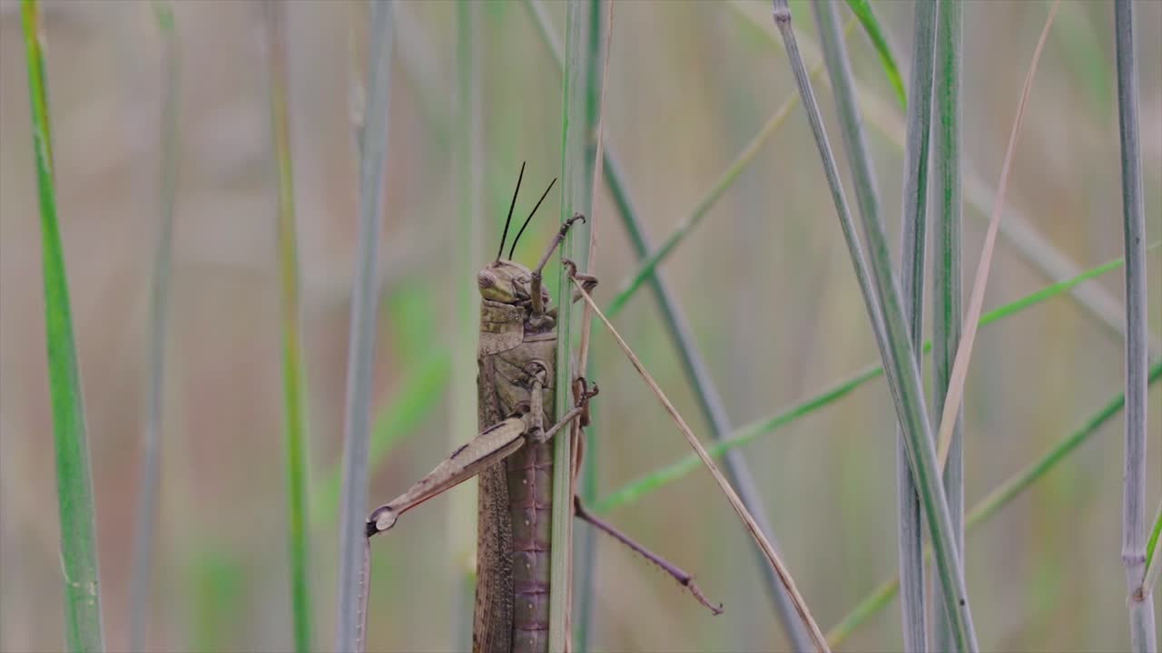 자연의 들판에 있는 식물에 매달려 있는 메뚜기