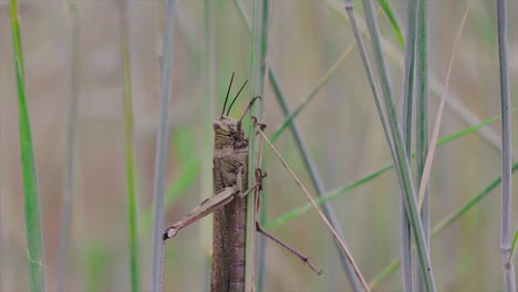 Saltamontes-Colgando-De-Una-Planta-En-Un-Campo-En-La-Naturaleza