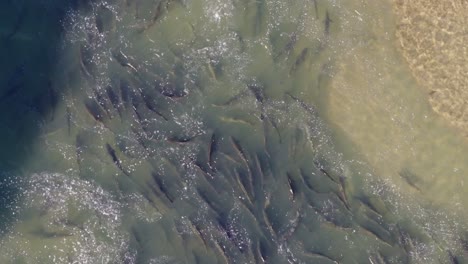 salmon swimming upstream in shallow water during spawning season, aerial view