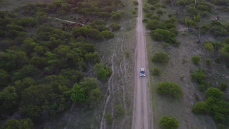 Car-driving-on-dirt-road-in-fields-with-green-vegetation-while-checking-grazing-cattle