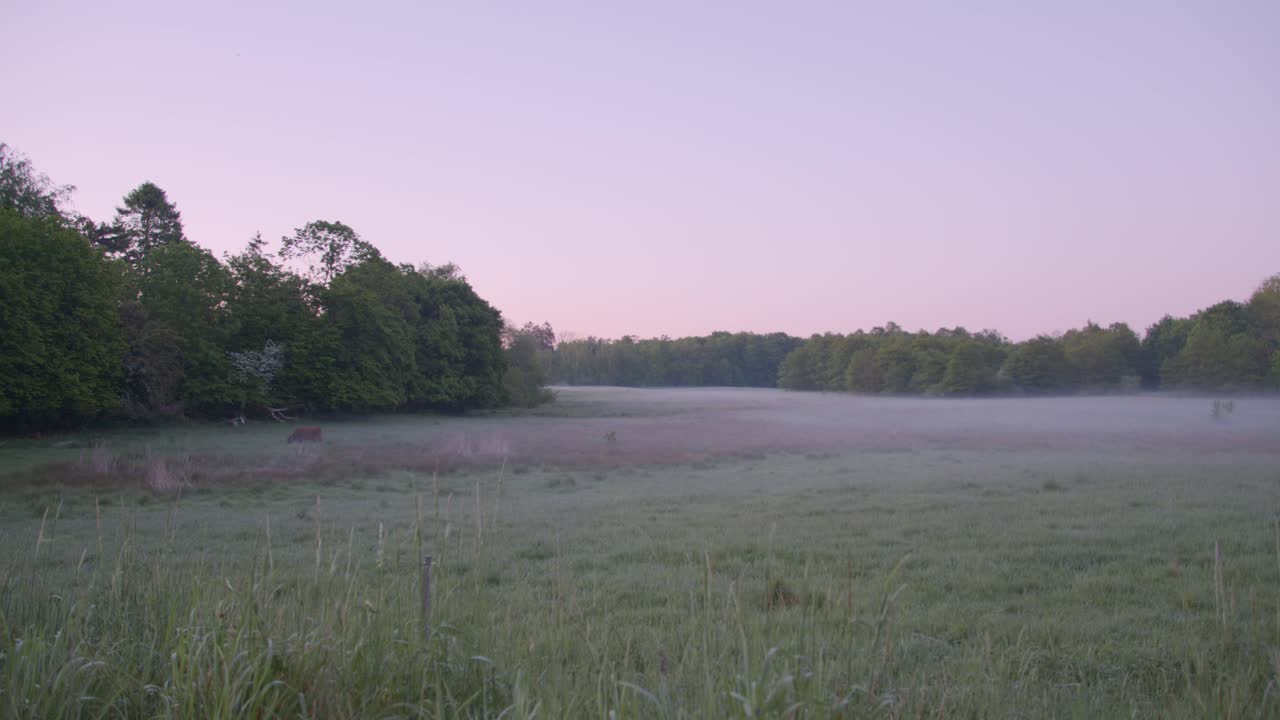 el ganado de las tierras altas pasta en la niebla de la mañana