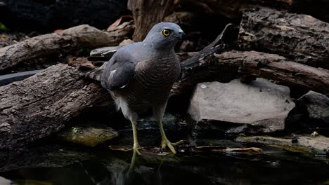 Das-Shikra-Ist-Ein-Kleiner-Raubvogel,-Der-In-Asien-Und-Afrika-Vorkommt