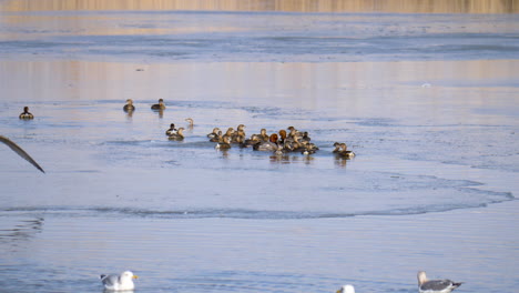 canvasback ducks and other waterfowl splash and play in a break in the ice