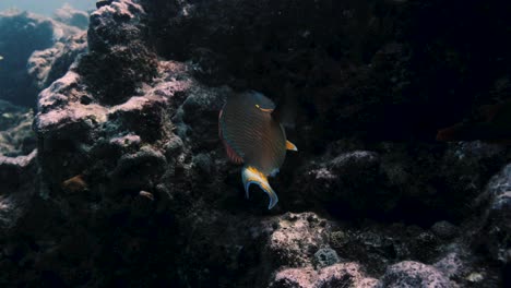 Bunte-Fische,-Die-Algen-Von-Einem-Felsen-In-Einem-Korallenriff-Fressen