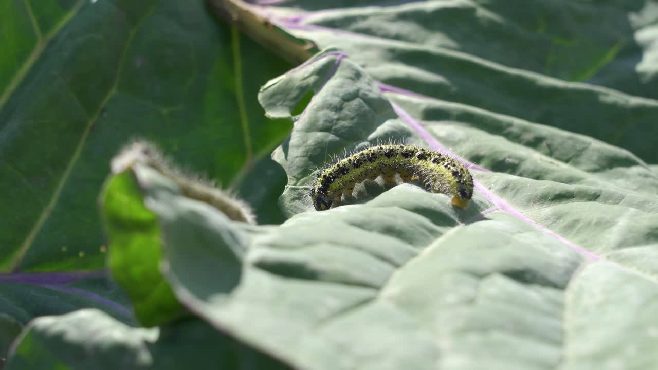 고추 잎 에 있는 애벌레