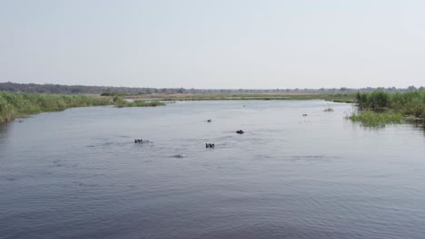 a bloat of hippos in the caprivi strip cuando river, namibia, africa - aerial