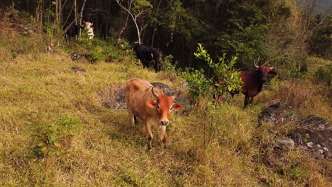 Imágenes-De-Drones-De-Una-Granja-De-Ganado-Sudamericano-Y-Brasileño-En-Las-Colinas-De-Sao-Bento-Do-Sapucai