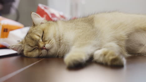 Peaceful cat napping on a cozy indoor surface