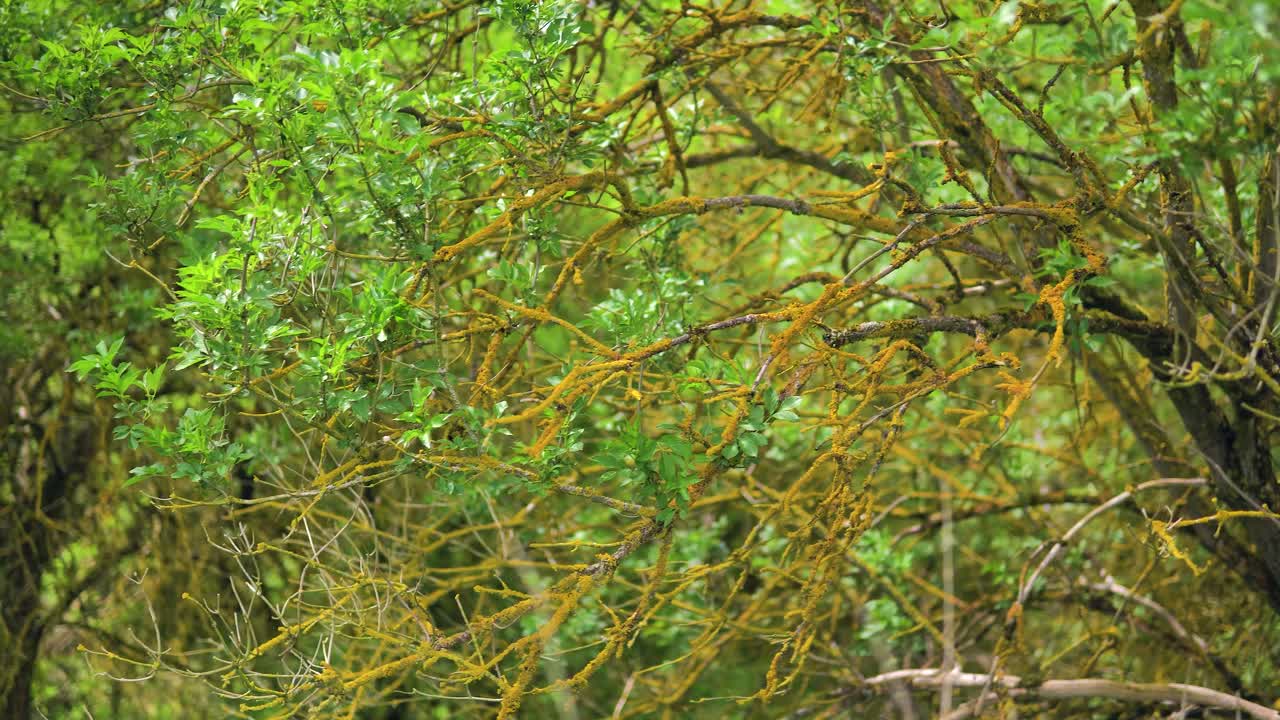 medium shot of branches with and without leaves covered in orange moss, sunny