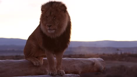 león sentado en un tronco respirando en la luz de la mañana