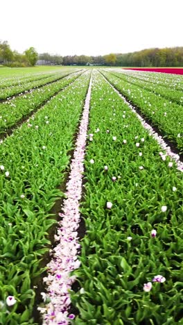 el campo de tulipanes en flor