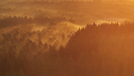 misty sunrise over pine forest