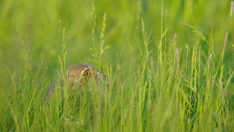 hare hiding in grass