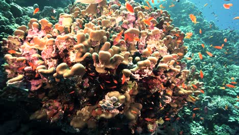 healthy beautiful tropical coral reef with shoal of red coral fish underwater - underwater shot