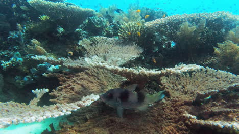 Life-happens-at-the-bottom-of-the-ocean