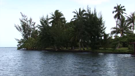 Palm-trees-on-the-waterfront-in-Tahiti,-French-Polynesia