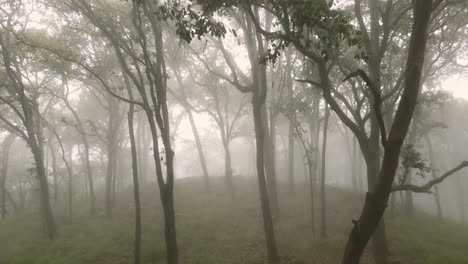 foggy forest with tall trees in countryside