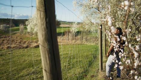 black farmer staring into distance as wind blows | blooming white trees in apple orchid, farmland in germany, europe, 4k