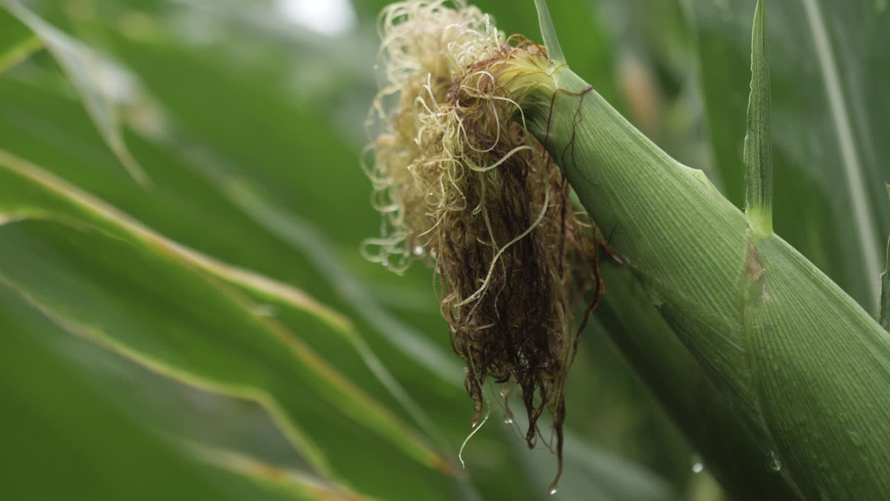 tiro ajustado de maíz húmedo grande en un campo