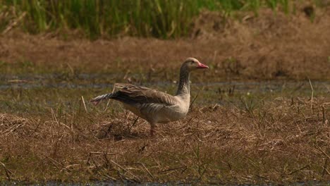 Greylag-Goose,-Anser-anser,-Bueng-Boraphet,-Nakhon-Sawan,-Thailand