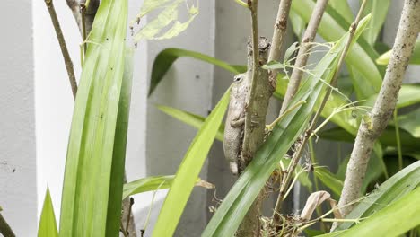 tiro lento que captura al maestro del disfraz el lagarto del jardín oriental camaleón, calotes versicolor escondidos en la rama rodeada de follaje verde en el jardín de la casa
