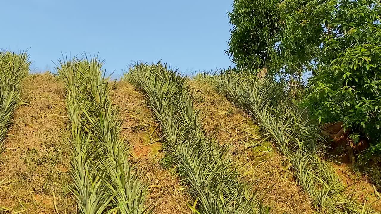 Pineapple garden on a hill in Bangladesh, Panning shot