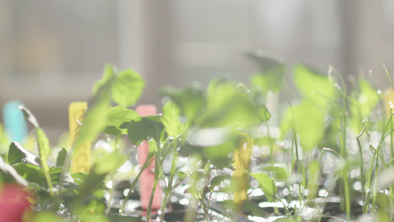 Shallow focus trucking shot of freshly watered seedlings, backlit in greenhouse