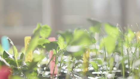 shallow focus trucking shot of freshly watered seedlings, backlit in greenhouse