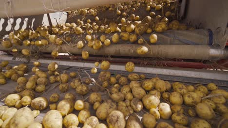 potatoes with soil and dust moving on a conveyor belt.