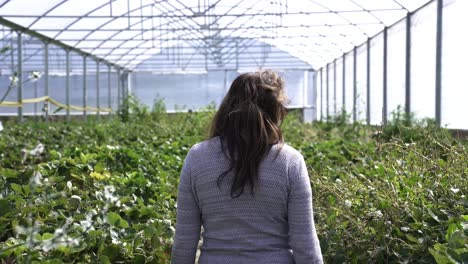 woman walking through fruit farm - rear view, slow motion