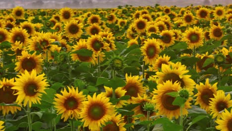 sunflower field