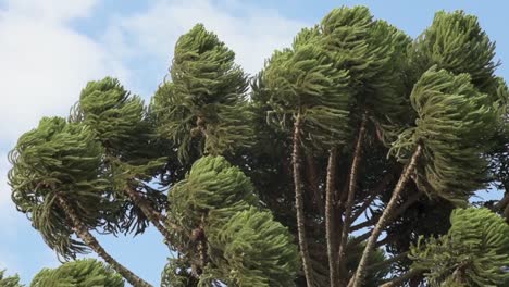 Fuerte-Viento-Moviendo-Ramas-Del-Pino-Brasileño,-Cielo-Con-Nubes-En-El-Fondo