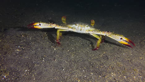 walking-sidewards-over-sandy-seabed-during-night