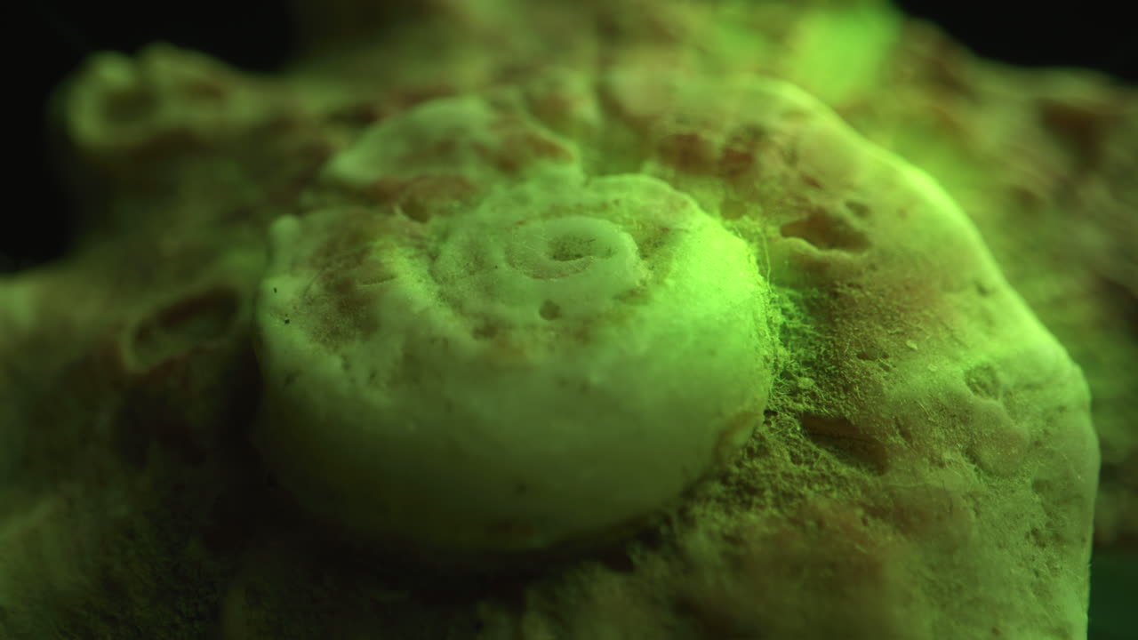 Close-up view of a fossil shell under green light