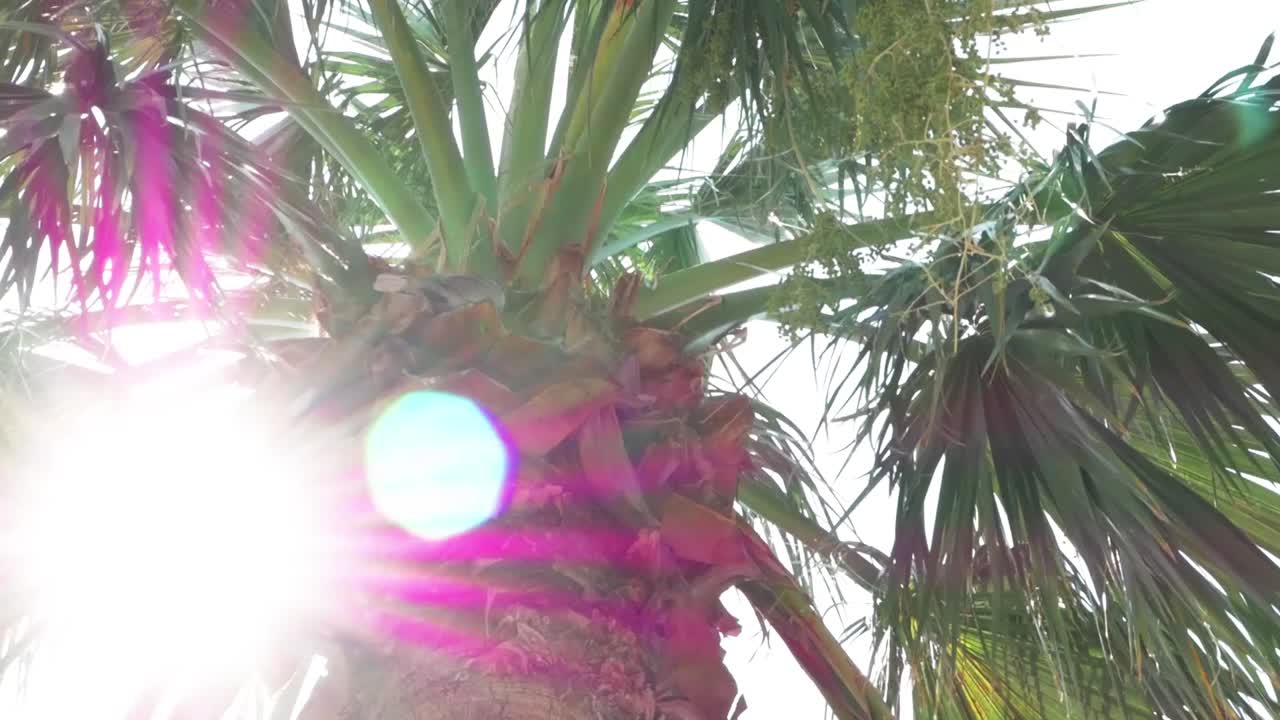 palmeras verdes contra el cielo azul y el sol brillante