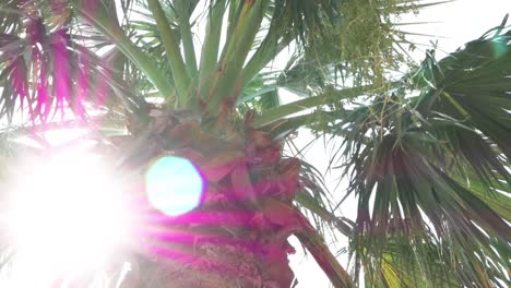 green palms against blue sky and shining sun