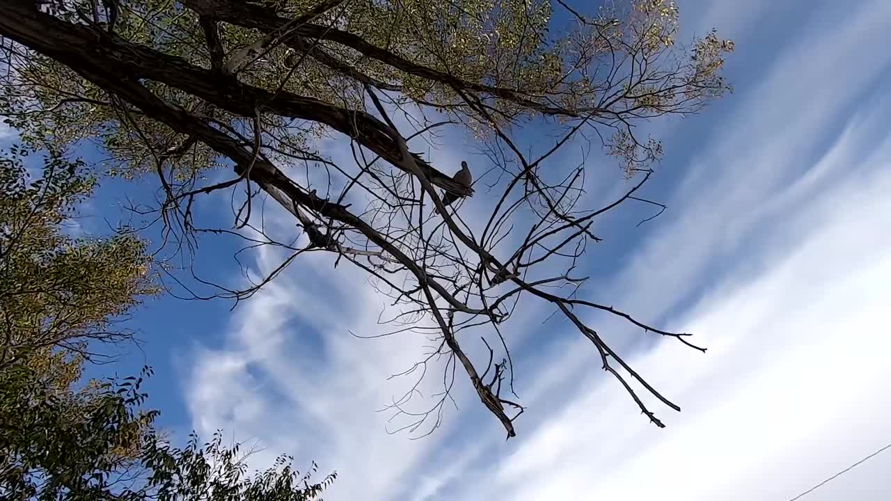 Looking up at a pigeon perched on a tree branch on a sunny day with clouds in the sky filmed in Alberta Canada