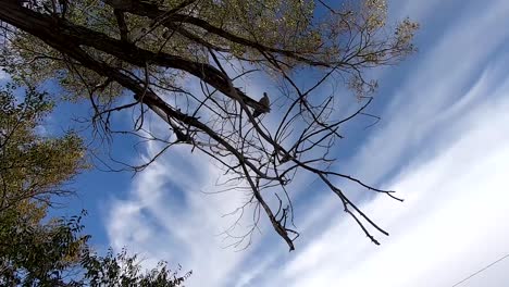 Mirando-Hacia-Una-Paloma-Posada-En-La-Rama-De-Un-árbol-En-Un-Día-Soleado-Con-Nubes-En-El-Cielo-Filmado-En-Alberta,-Canadá