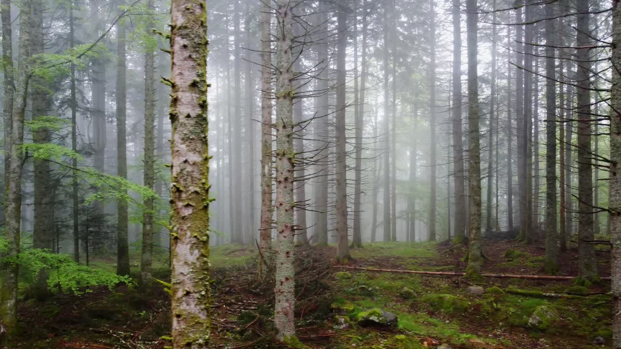 Drone-ilmakuva sumuisesta metsästä, jossa puunrungot liikkuvat sumussa, 4K.