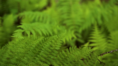 Vibrant-ferns-on-forest-floor-focus-racking-shot