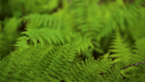 vibrant ferns on forest floor focus racking shot