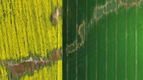mix of green and yellow fields suffer from moisture, aerial top down view