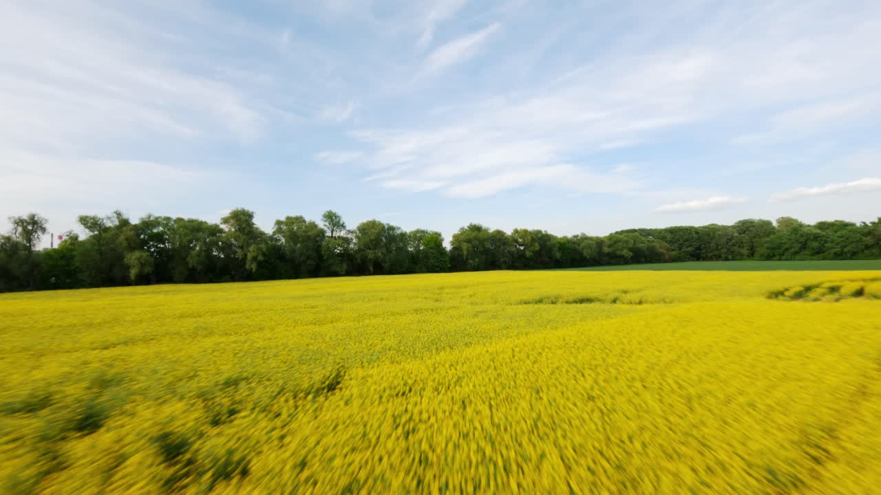 Panoramic sideways aerial movement along the yellow rapeseed field in spring season, Poland
