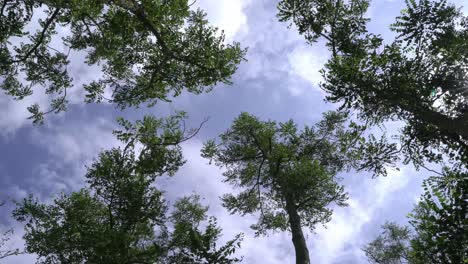 la belleza del cielo otoñal y la naturaleza se despliega