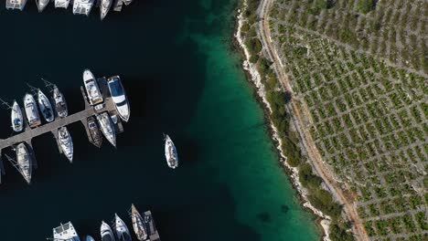 Top-Down-View-Of-Harbor-And-Babic-Vineyard-In-Primosten,-Croatia---aerial-drone-shot