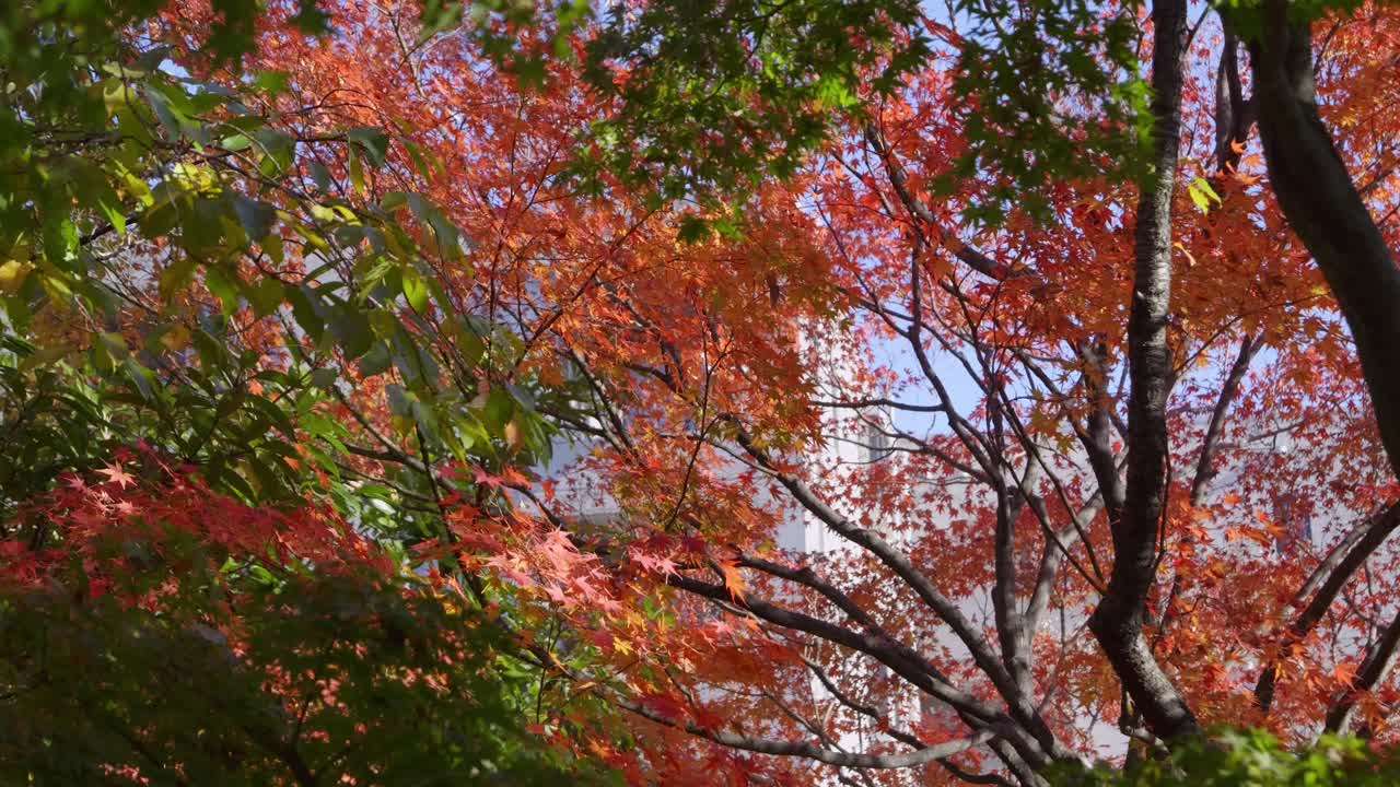 Vibrant fall foliage with red and orange maple leafs