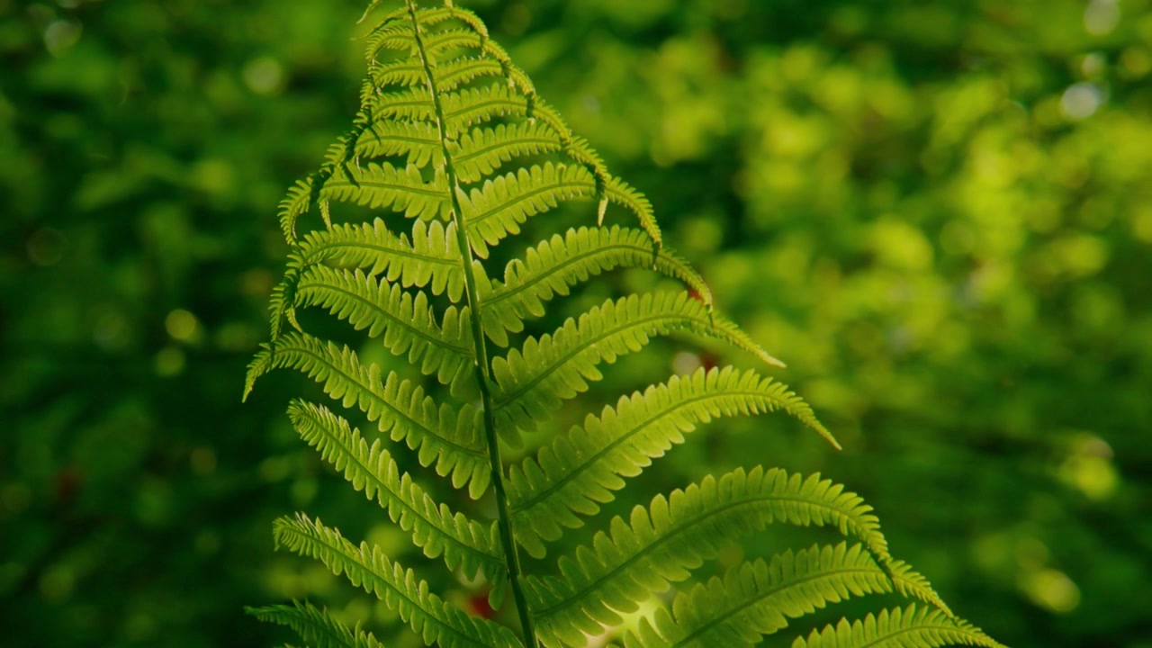 Primo piano di una foglia di felce verde rigogliosa sotto la luce soffusa del sole. Ogni delicata fronda mostra venature sottili e un colore vibrante. L'effetto bokeh sullo sfondo crea profondità con i verdi sfocati del bosco. Perfetto per scene naturalistiche.